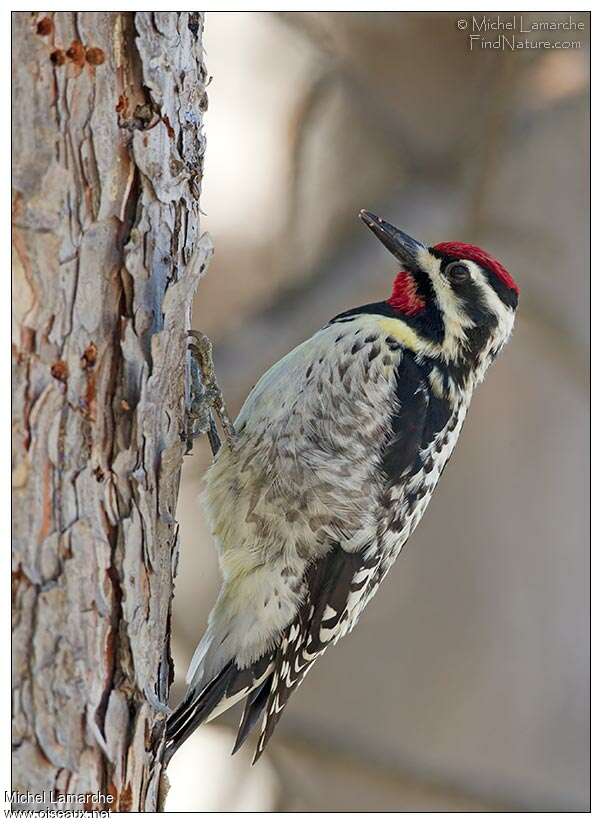 Yellow-bellied Sapsucker male adult, identification, pigmentation