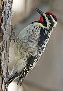 Yellow-bellied Sapsucker