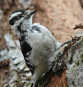 Downy Woodpecker