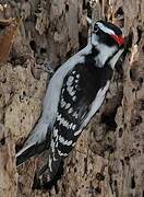 Downy Woodpecker