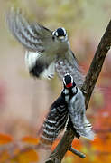 Downy Woodpecker