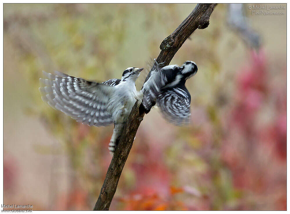 Downy Woodpeckeradult, Behaviour