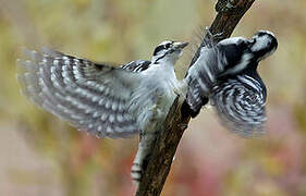 Downy Woodpecker