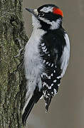 Downy Woodpecker