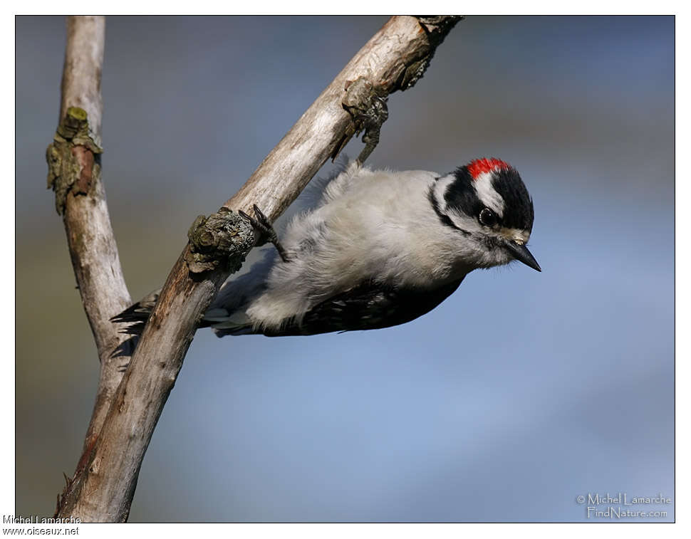 Downy Woodpecker male adult, Behaviour