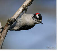 Downy Woodpecker