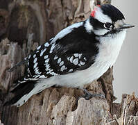 Downy Woodpecker