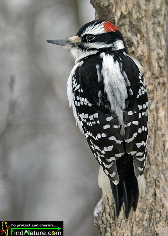 Downy Woodpecker