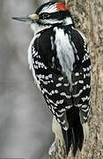 Downy Woodpecker