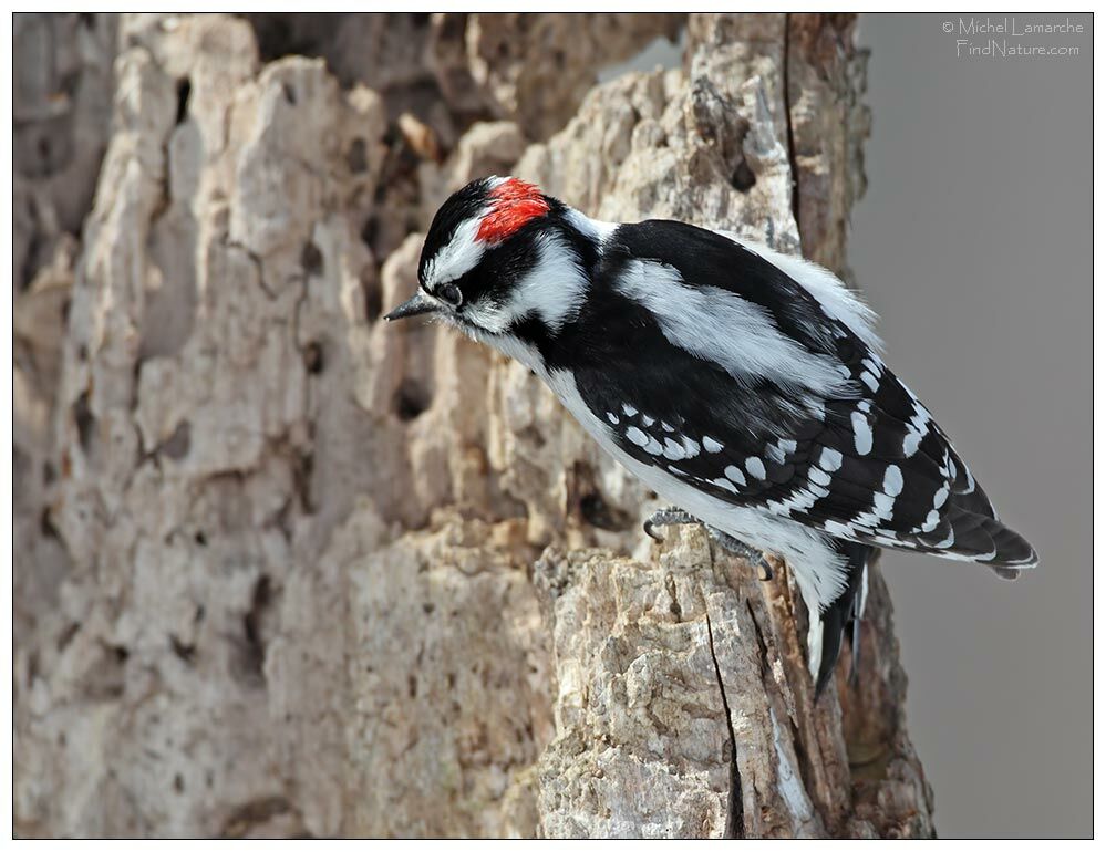 Downy Woodpecker male adult