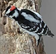 Downy Woodpecker