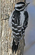 Downy Woodpecker