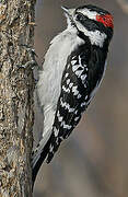 Downy Woodpecker