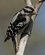 Downy Woodpecker