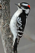 Downy Woodpecker