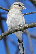 Northern Shrike