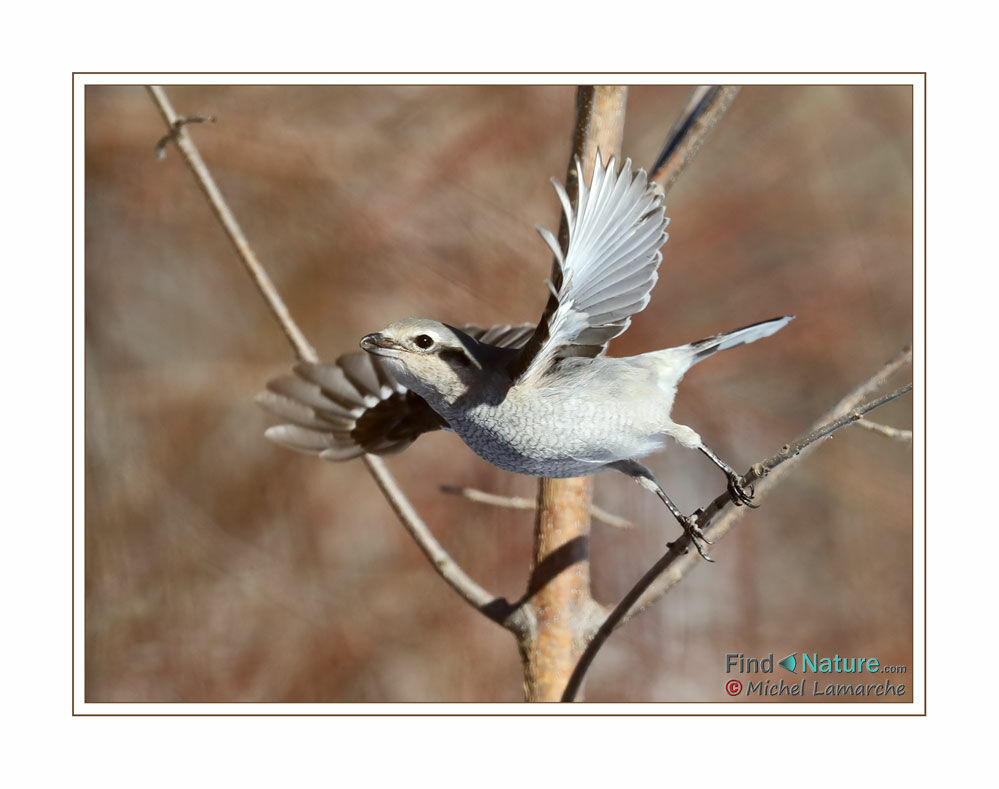 Northern Shrike