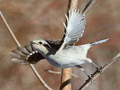 Northern Shrike