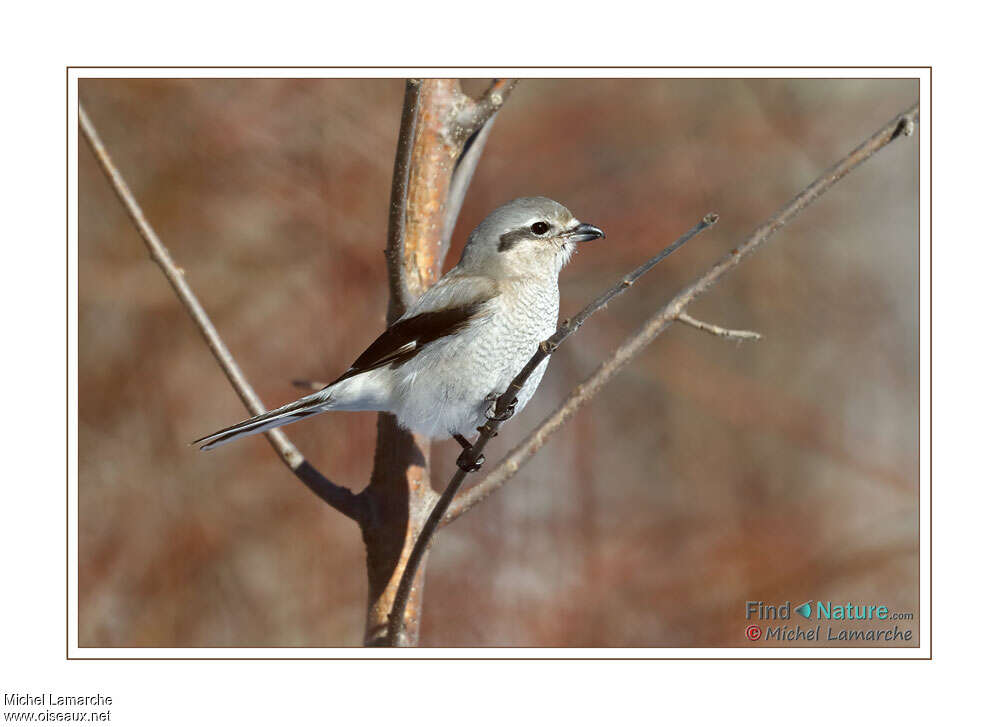 Pie-grièche boréaleadulte, identification