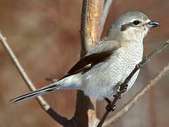 Northern Shrike