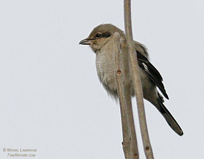 Northern Shrike