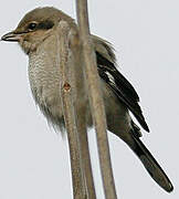 Northern Shrike