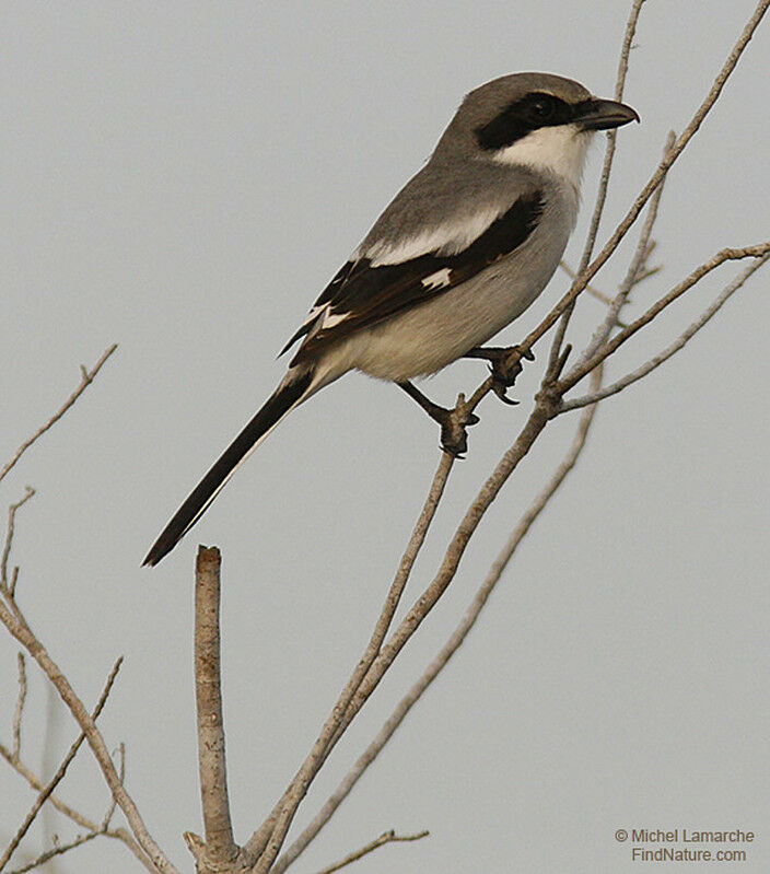 Loggerhead Shrike