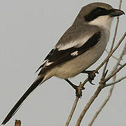 Loggerhead Shrike