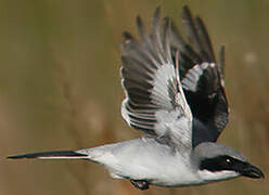 Loggerhead Shrike