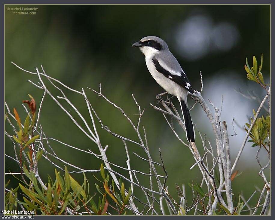 Pie-grièche migratriceadulte, habitat