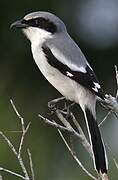 Loggerhead Shrike