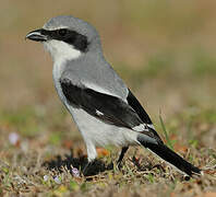 Loggerhead Shrike