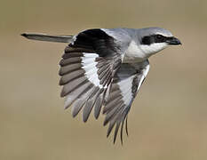 Loggerhead Shrike