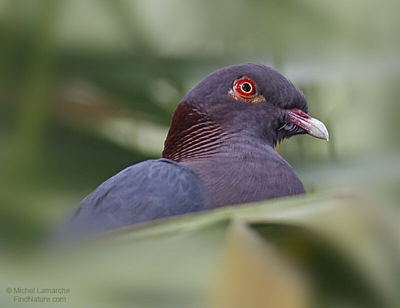 Red-billed Pigeon