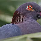 Pigeon à bec rouge