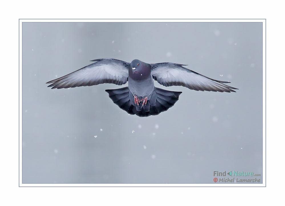 Rock Dove, Flight