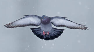 Rock Dove