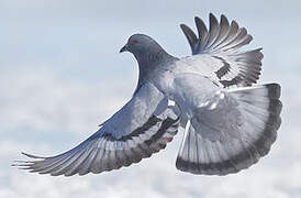 Rock Dove