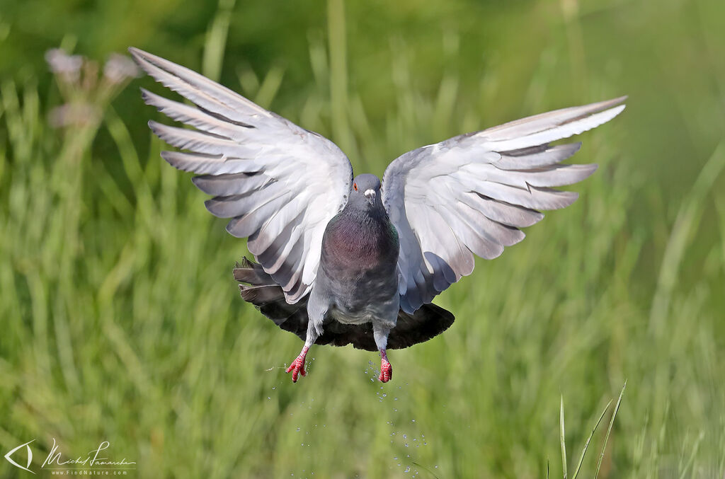 Rock Dove, Flight