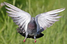 Rock Dove