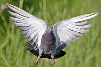 Pigeon biset