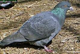 Pigeon biset