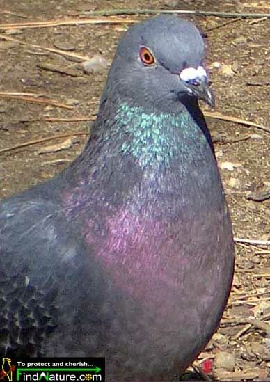 Pigeon biset