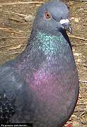 Pigeon biset