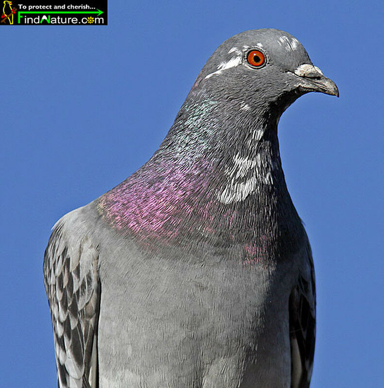 Pigeon bisetadulte