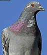 Pigeon biset