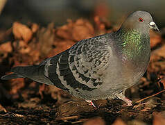 Rock Dove