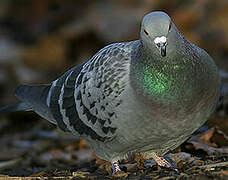 Rock Dove