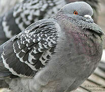 Rock Dove