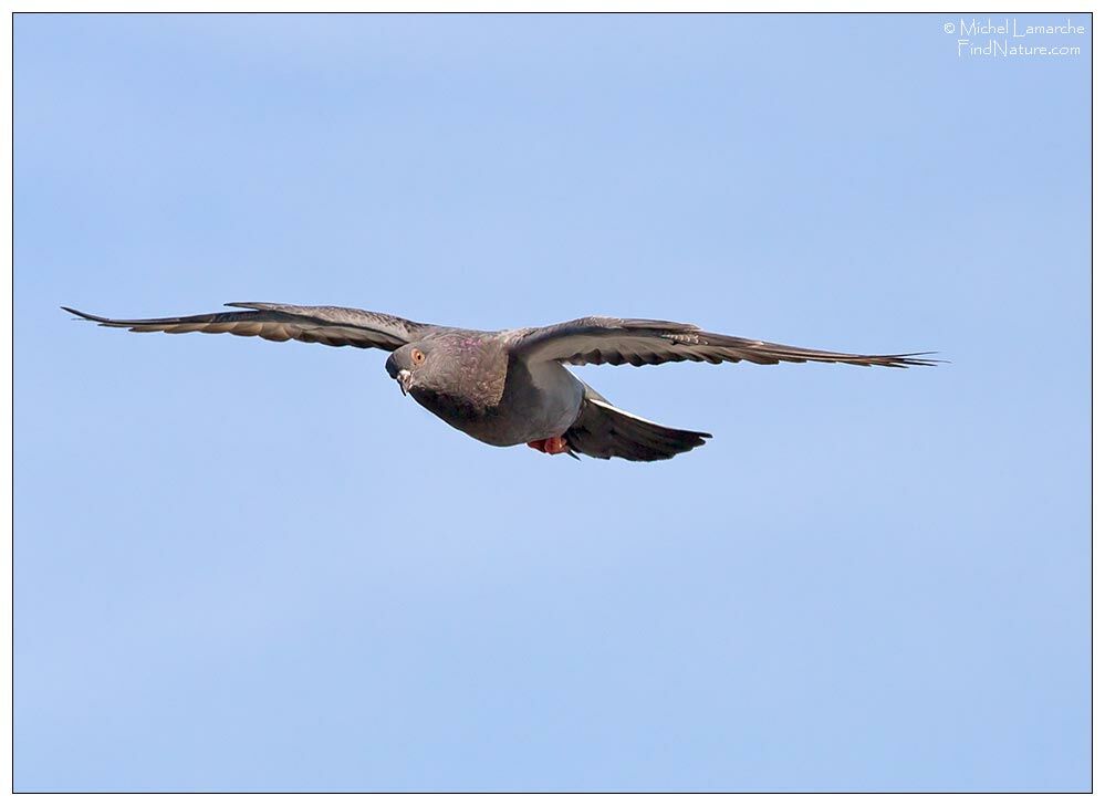 Rock Dove, Flight